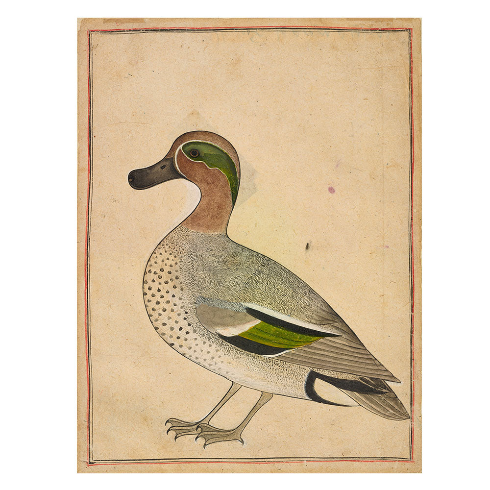 A Green-Winged Teal