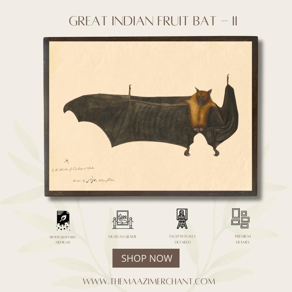 Great Indian Fruit Bat - II