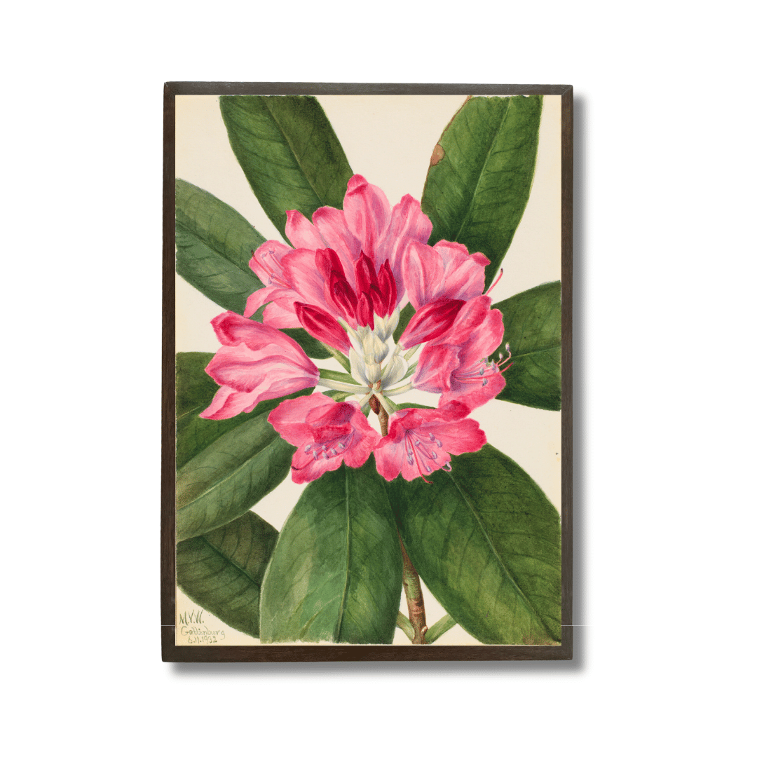 Magnolia