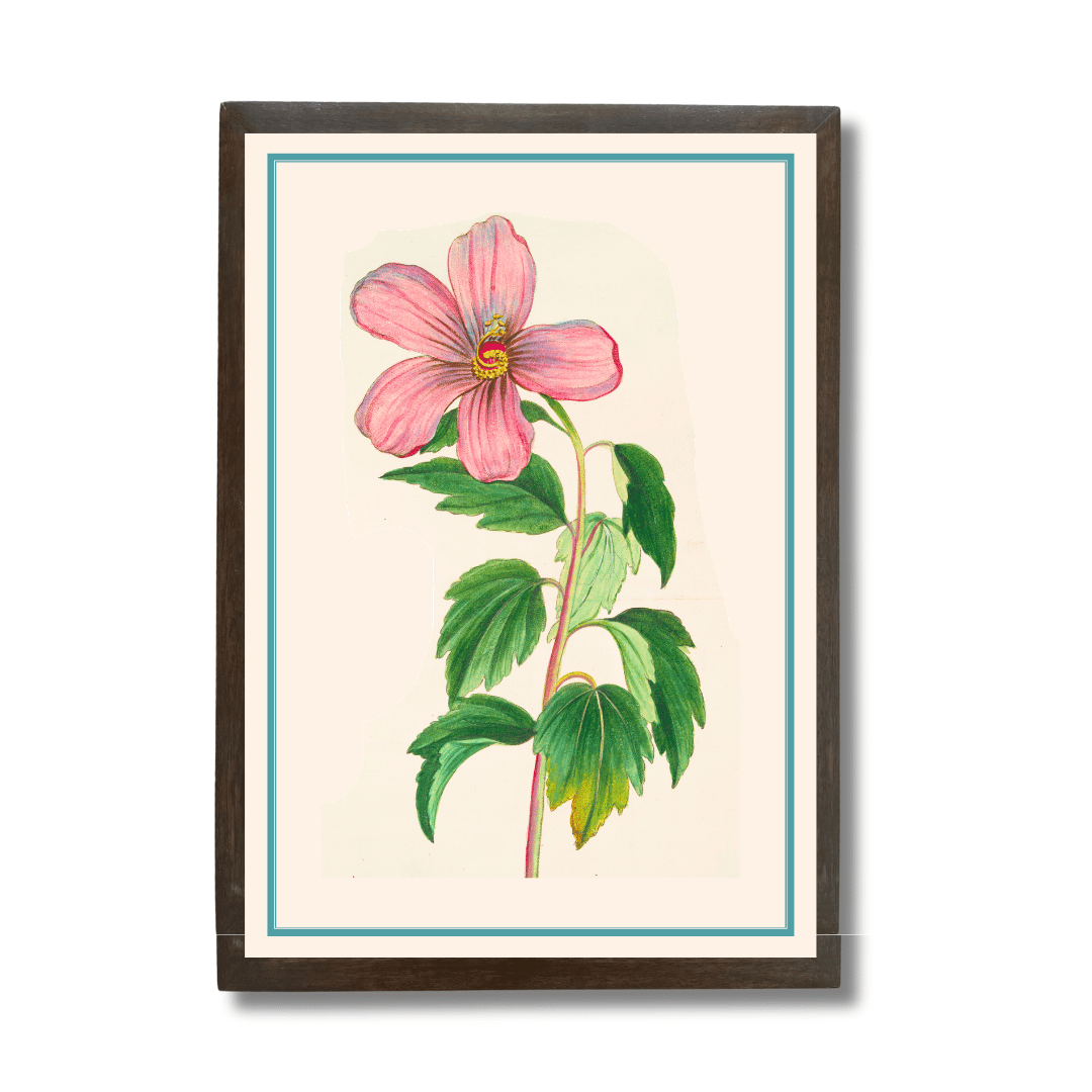 Hibiscus Moscheutos
