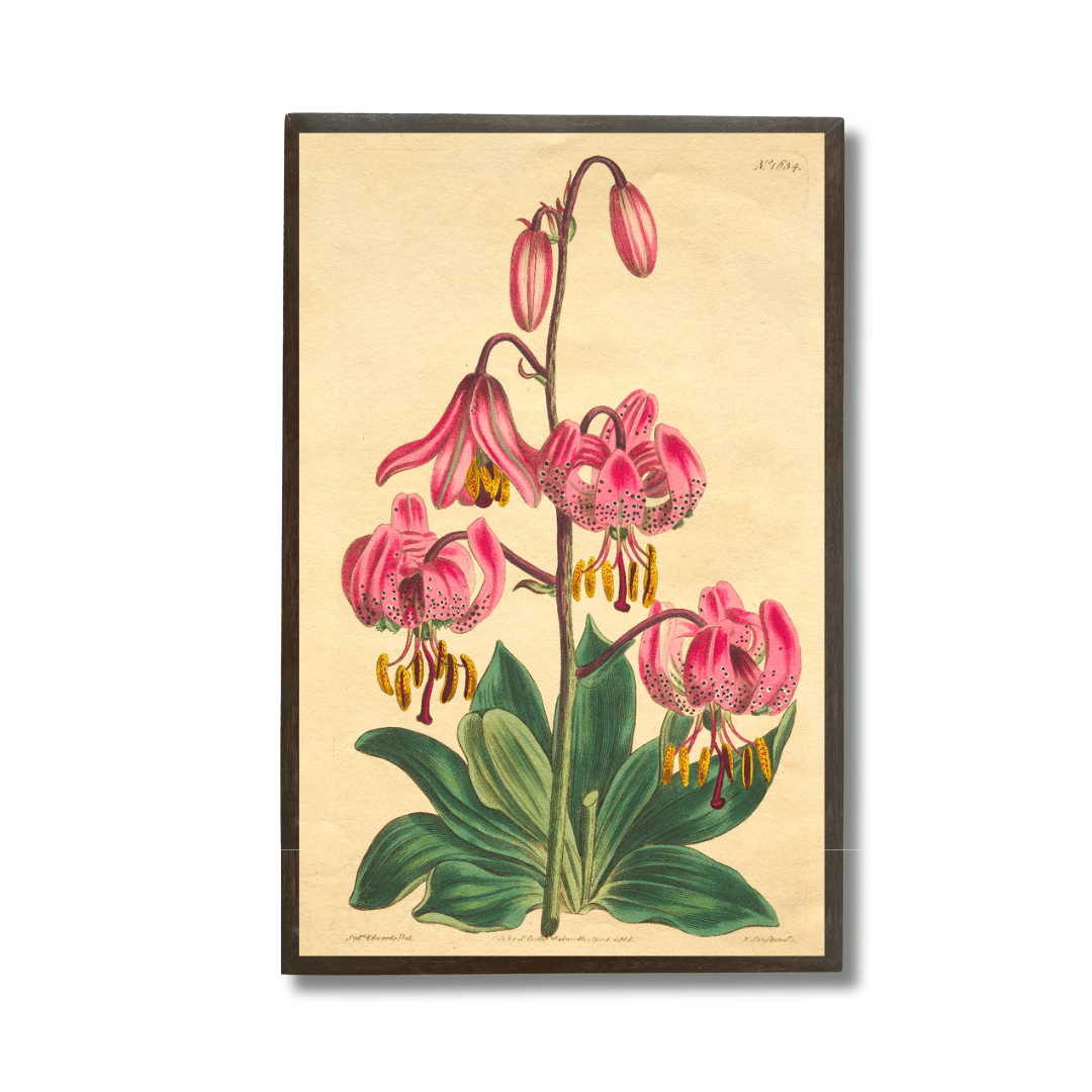 Turk's cap lilies