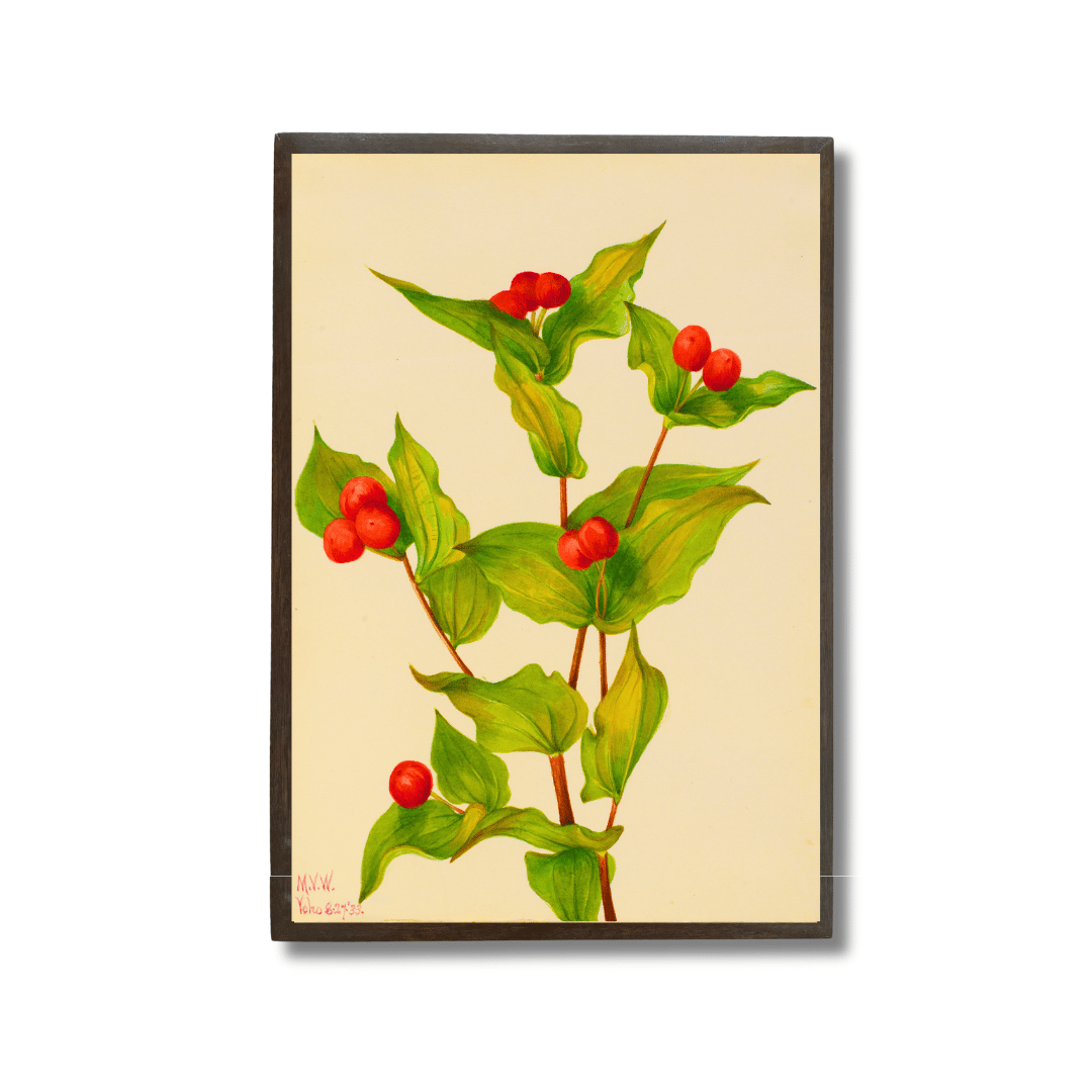 Disporum Hookeri