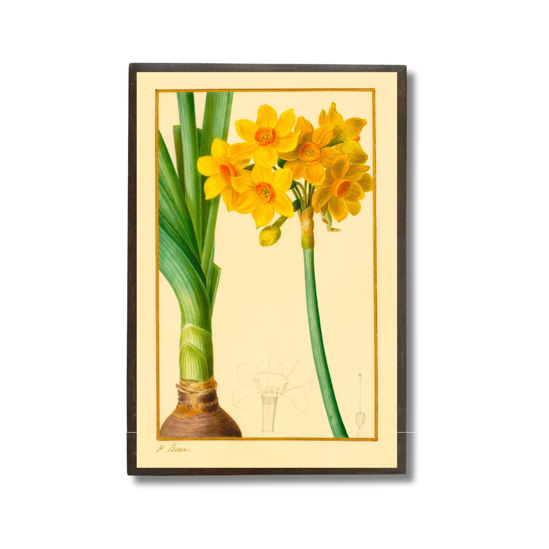 The Daffodil