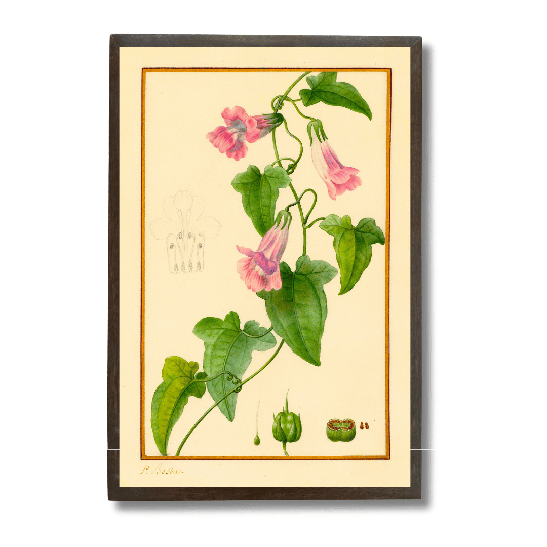 Snapdragon Vine