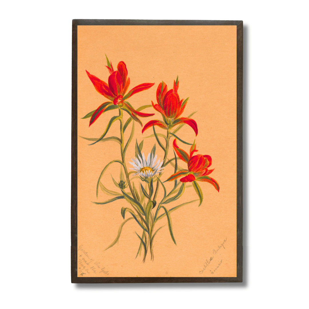 Indian Paintbrush