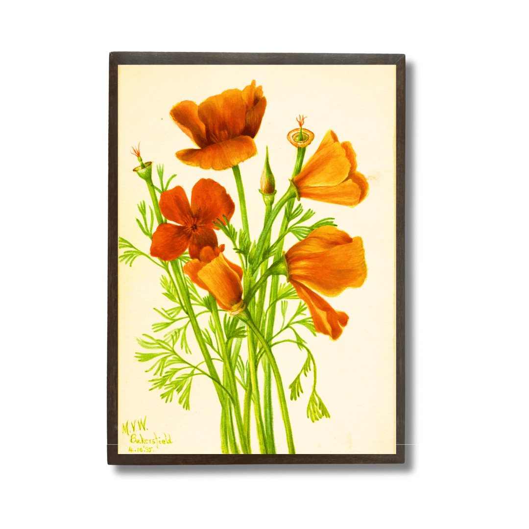Wild Poppy