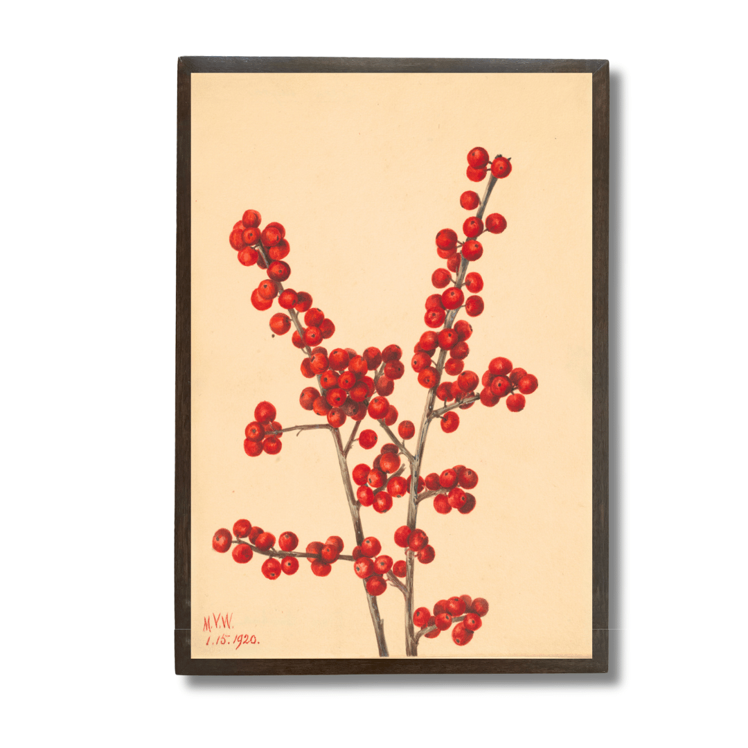 Winterberry