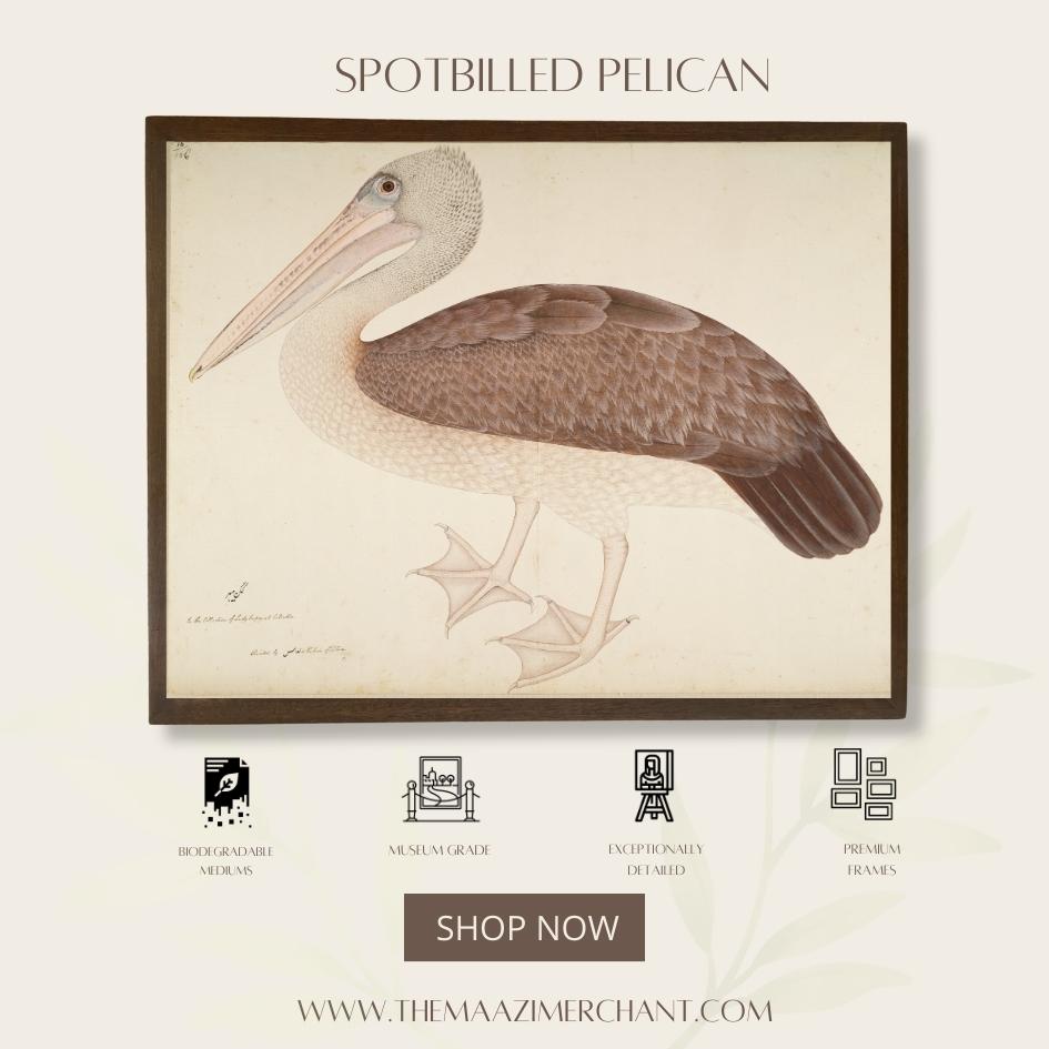 Spotbilled Pelican