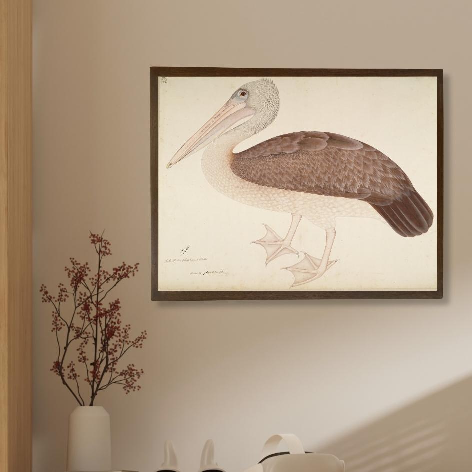 Spotbilled Pelican