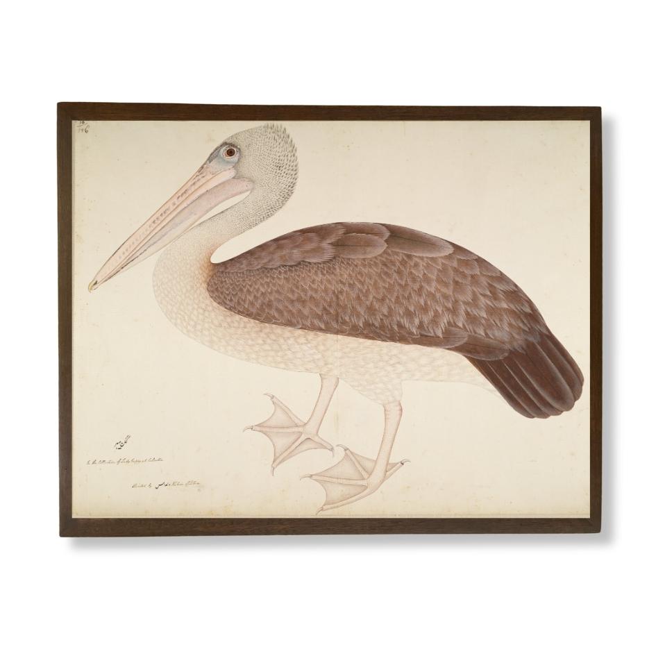 Spotbilled Pelican
