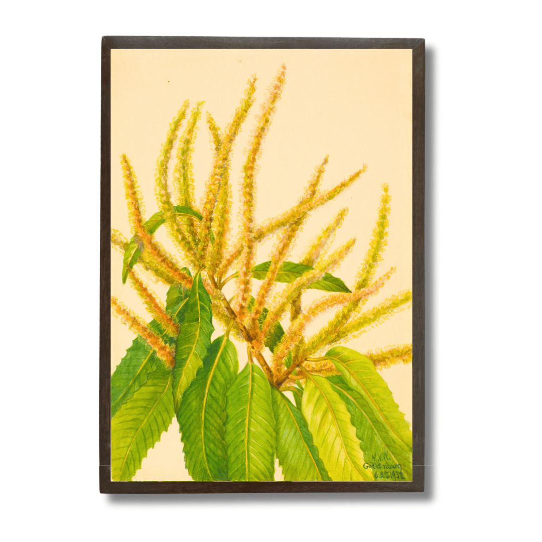 Sweet Chestnut