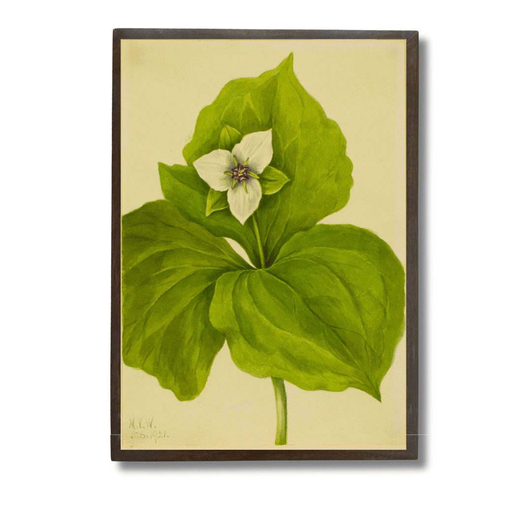 White Trillium