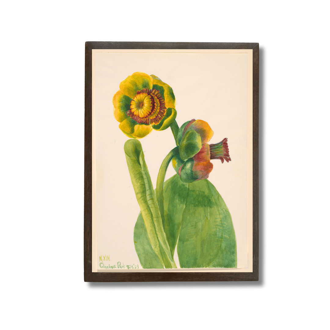 Yellow Water-Lily
