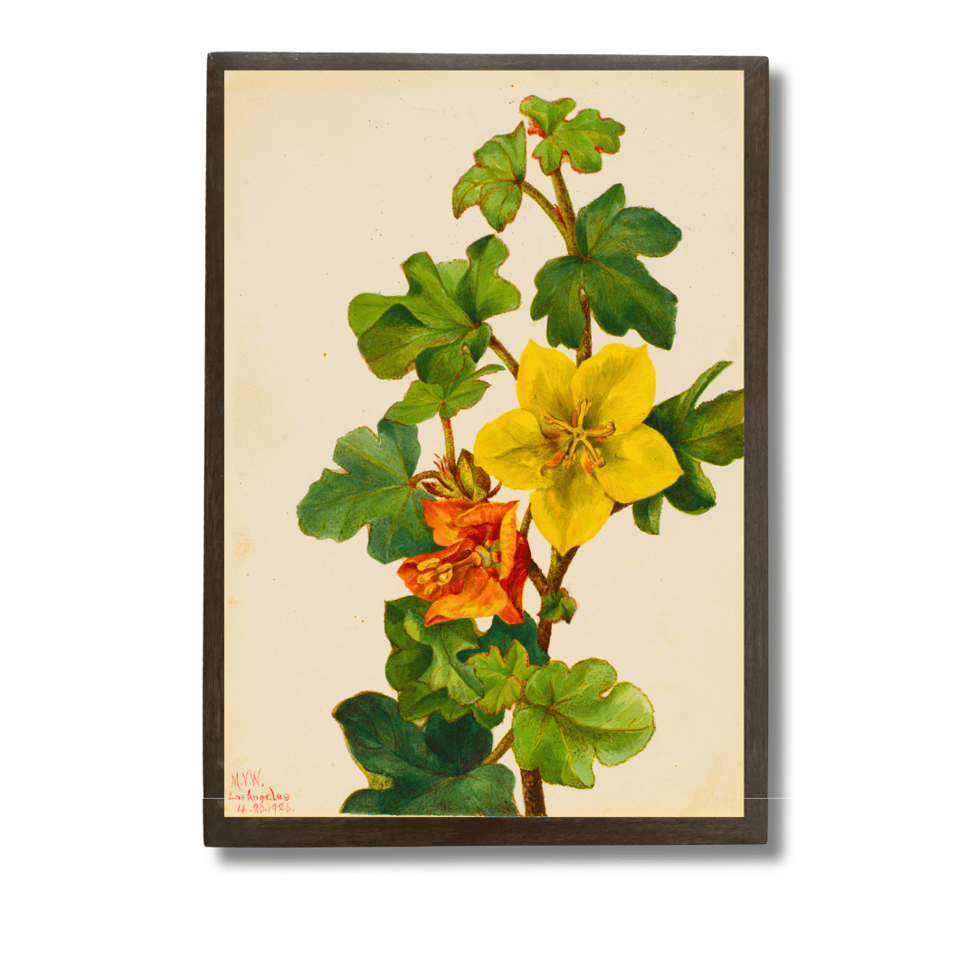 Flannelbush
