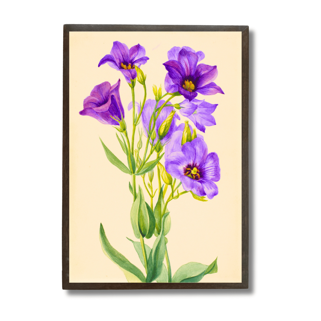 Eustoma Bluebell
