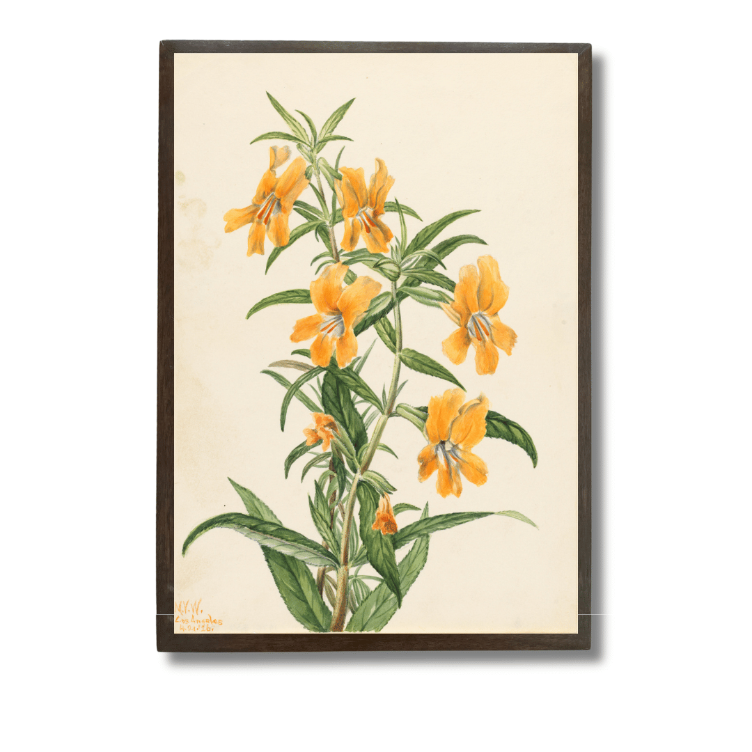 Monkey Flower
