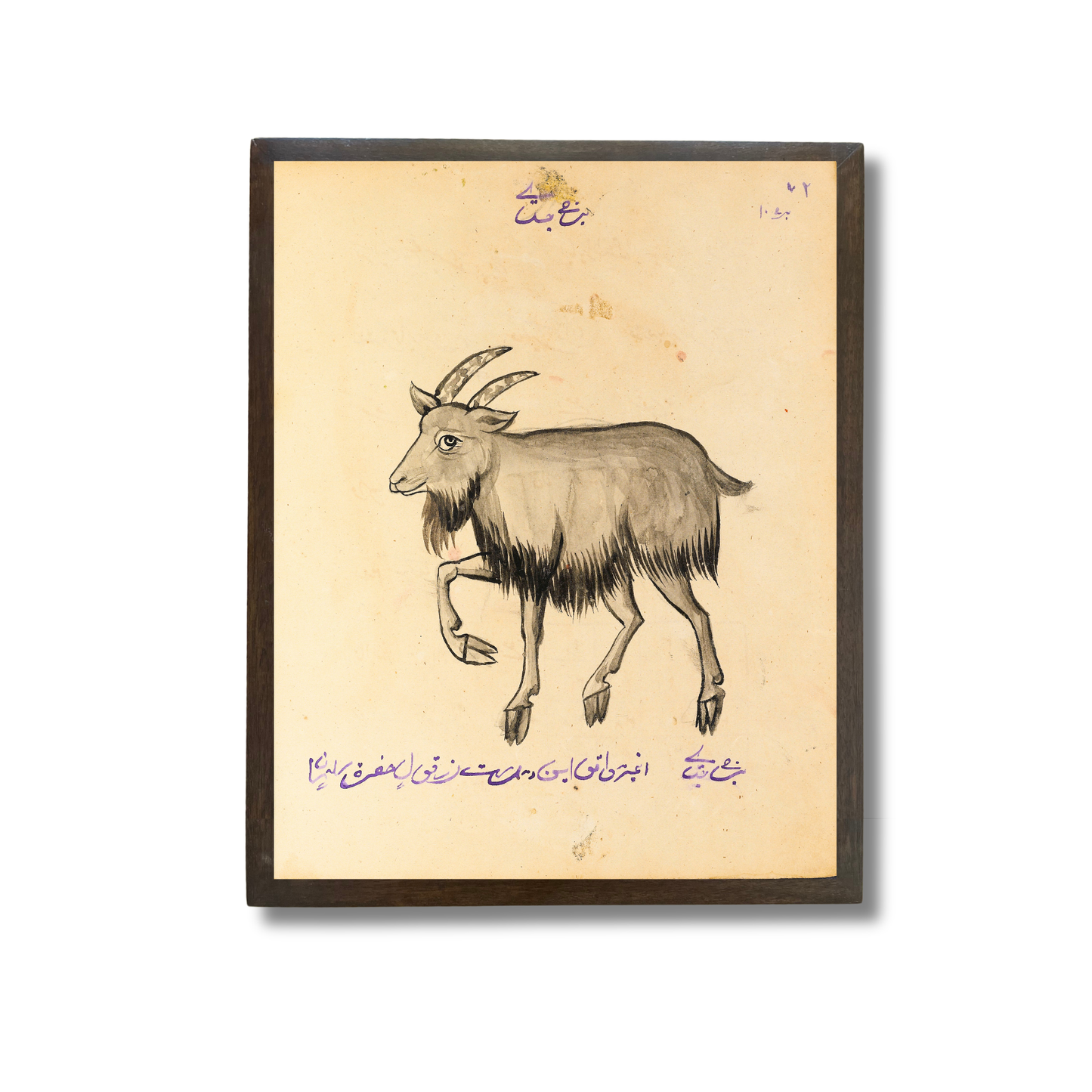 Capricorn