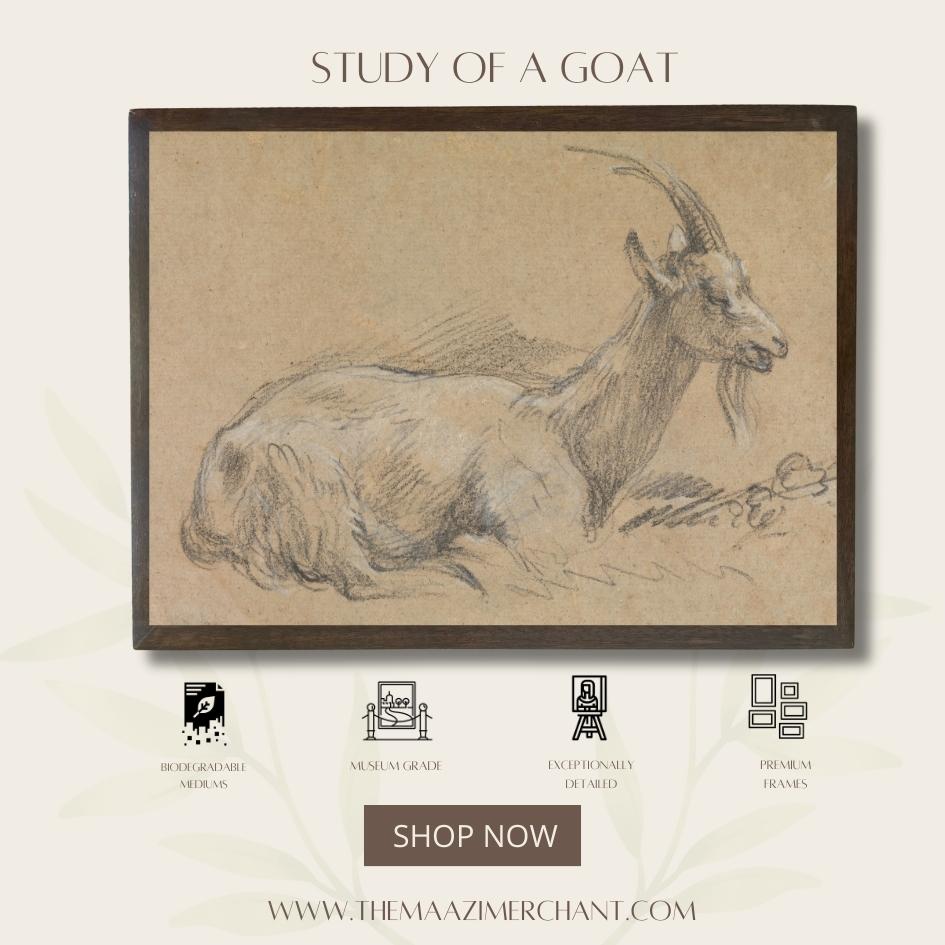 Study of a Goat