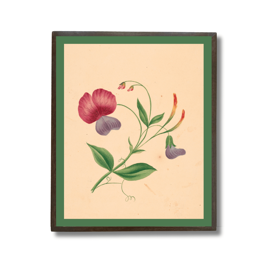 Sweet Pea