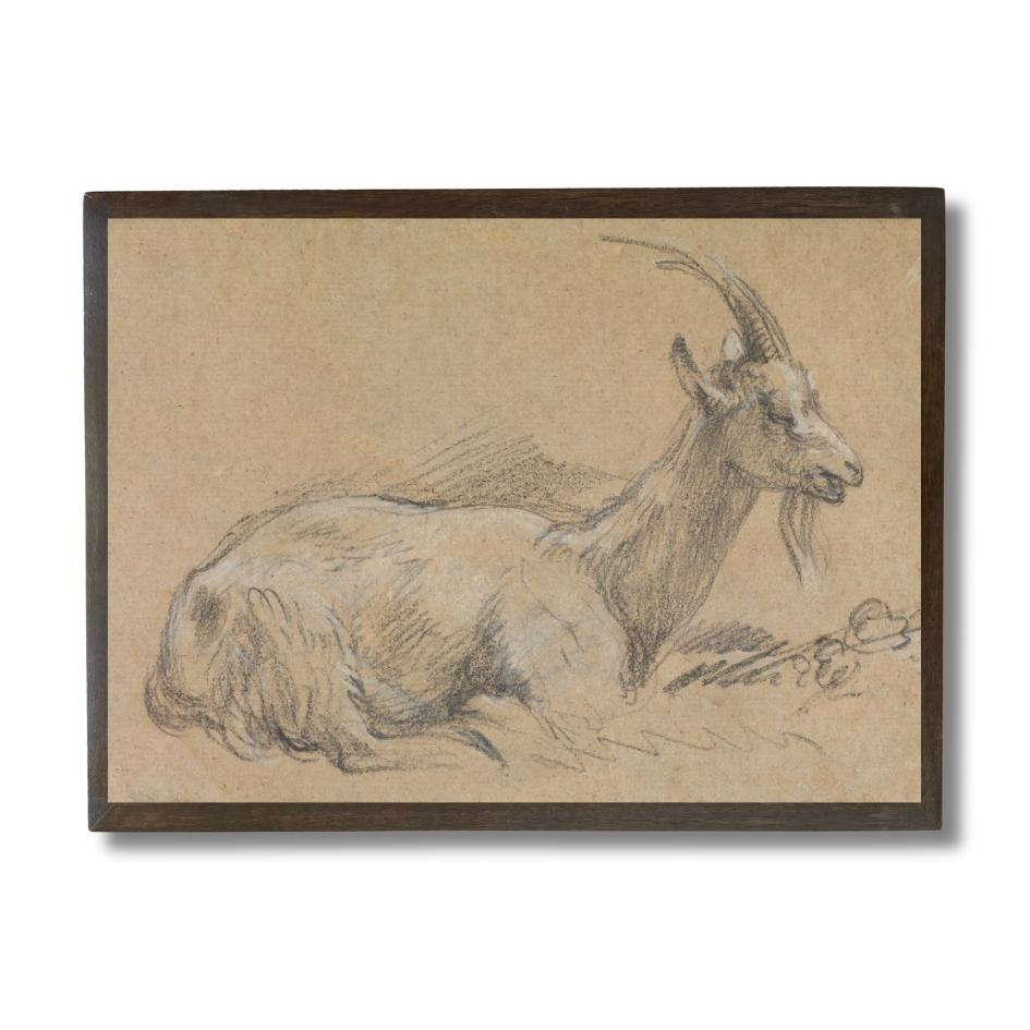 Study of a Goat