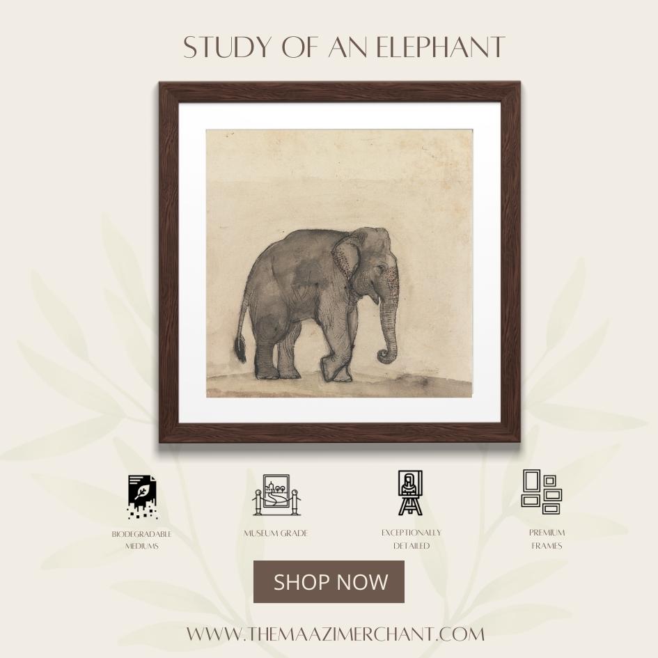 Study of an Elephant