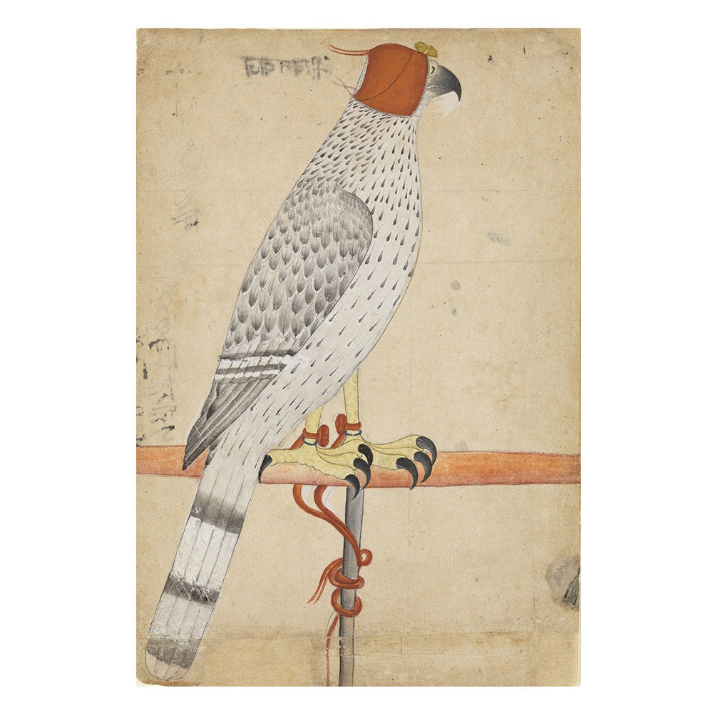 A Hooded Falcon
