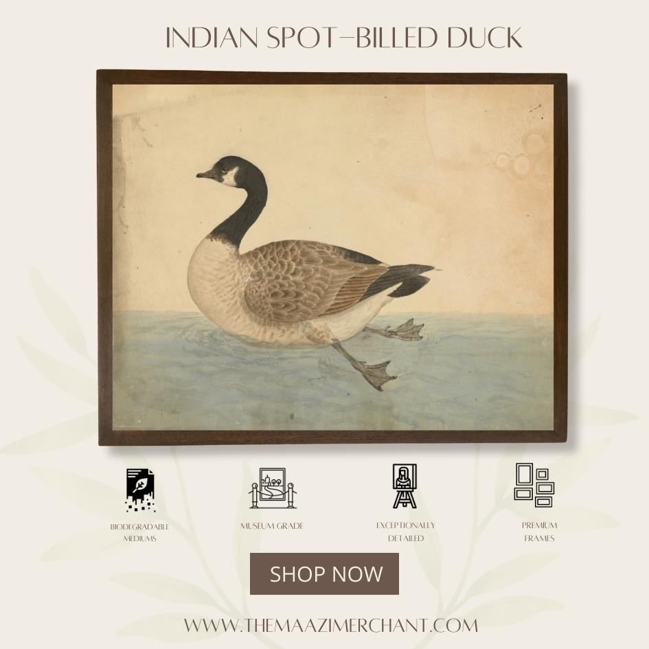 Indian Spot-billed duck