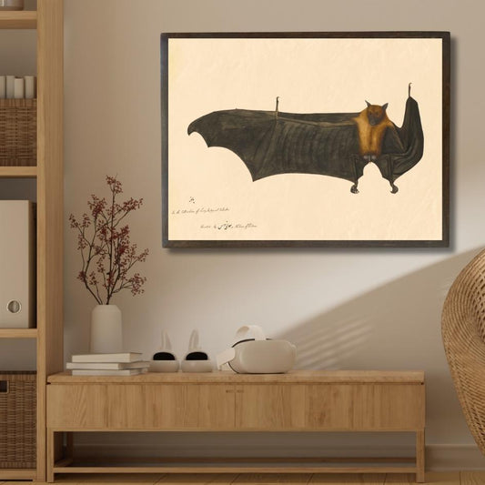 Great Indian Fruit Bat - II