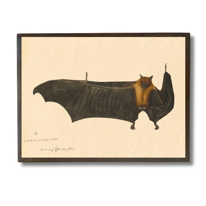 Great Indian Fruit Bat - II