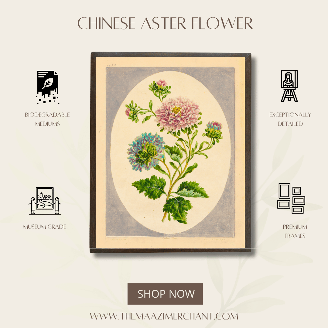 Chinese Aster Flower