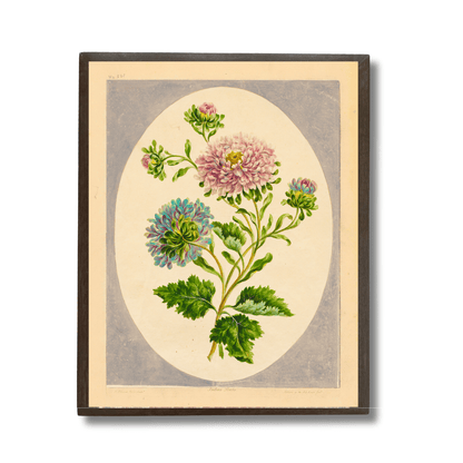 Chinese Aster Flower