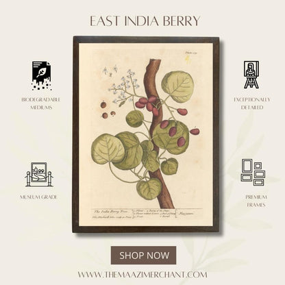 East India Berry