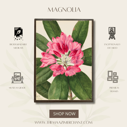 Magnolia