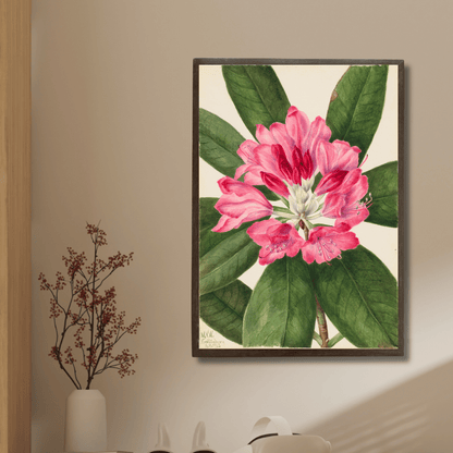 Magnolia