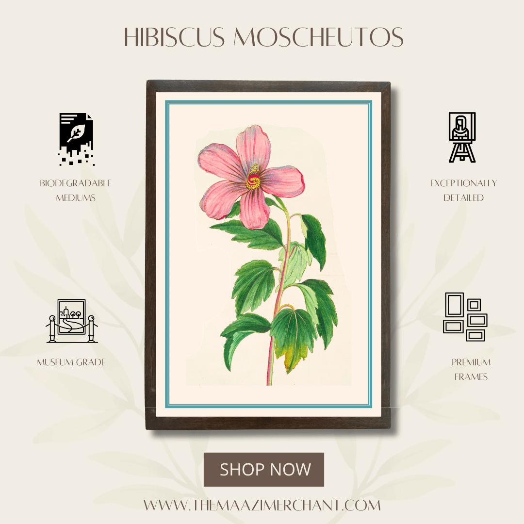 Hibiscus Moscheutos