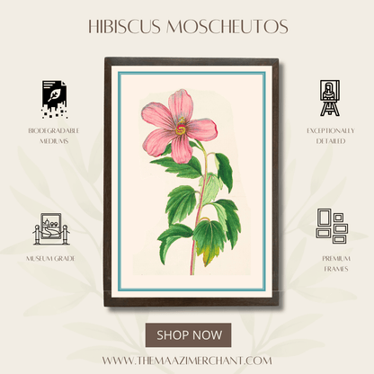 Hibiscus Moscheutos