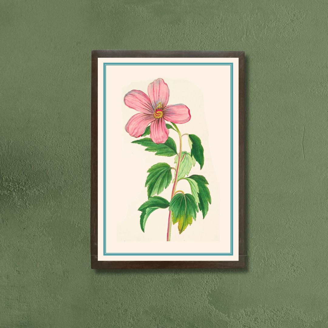 Hibiscus Moscheutos