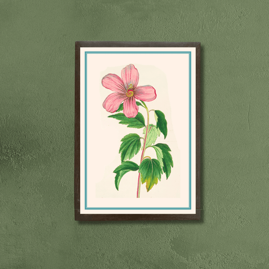 Hibiscus Moscheutos
