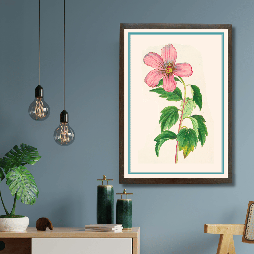 Hibiscus Moscheutos