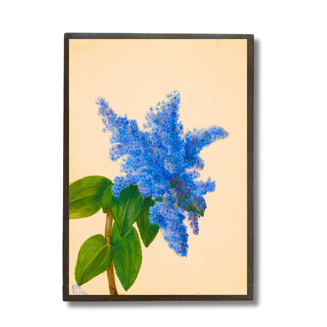 Blue Delphinium