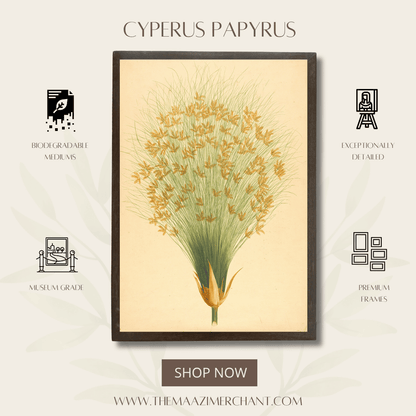 Cyperus Papyrus