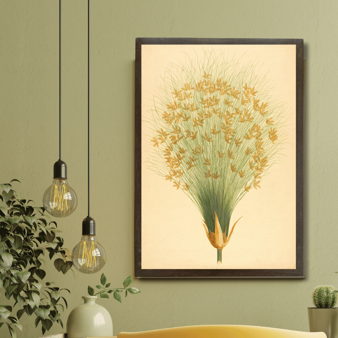 Cyperus Papyrus