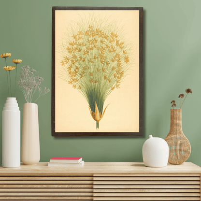 Cyperus Papyrus