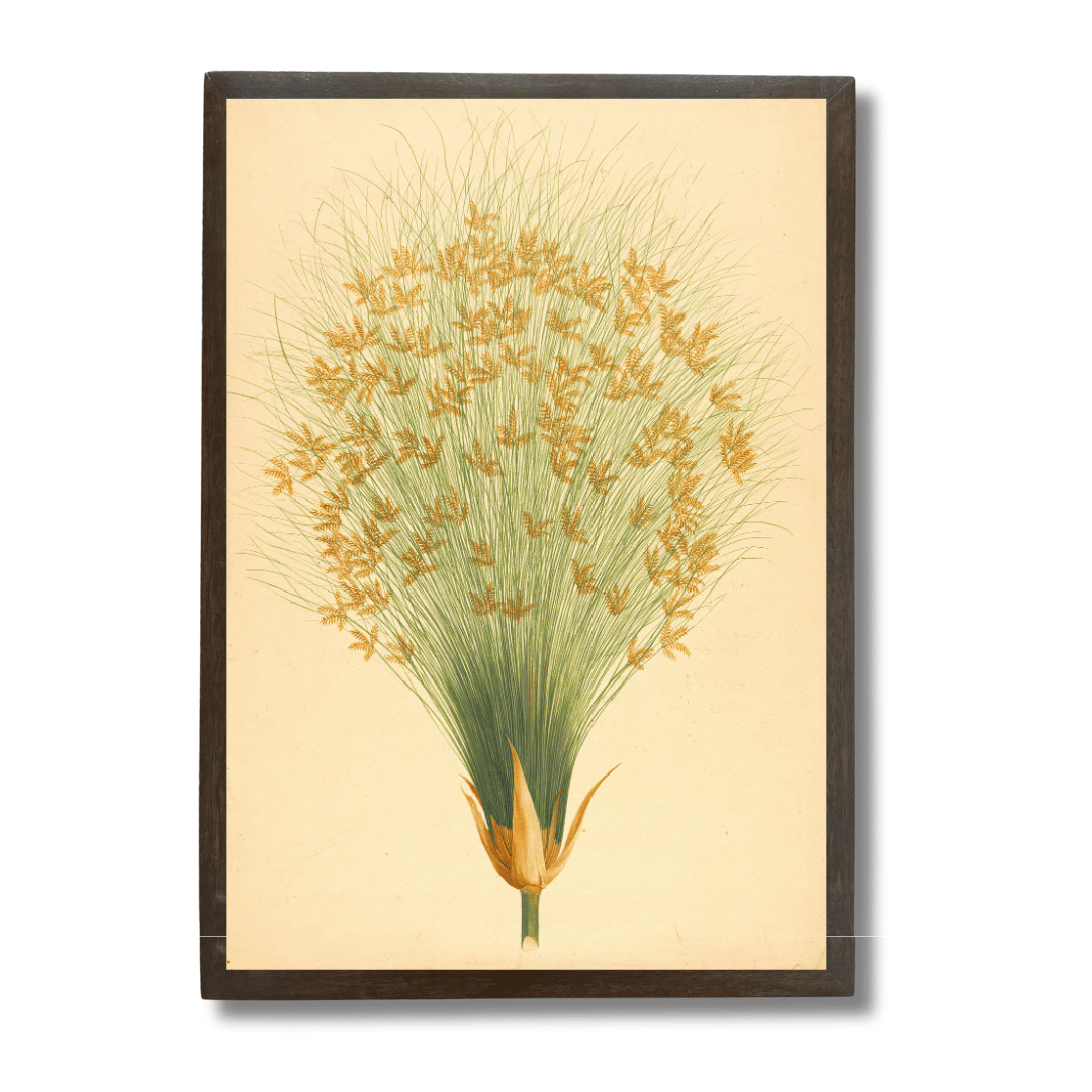 Cyperus Papyrus