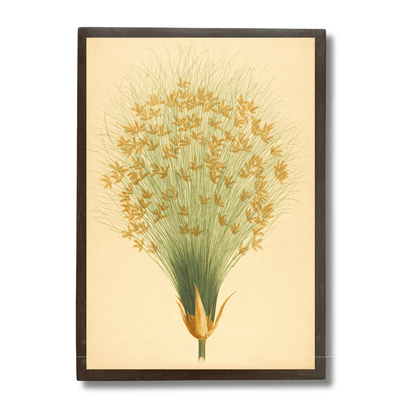 Cyperus Papyrus