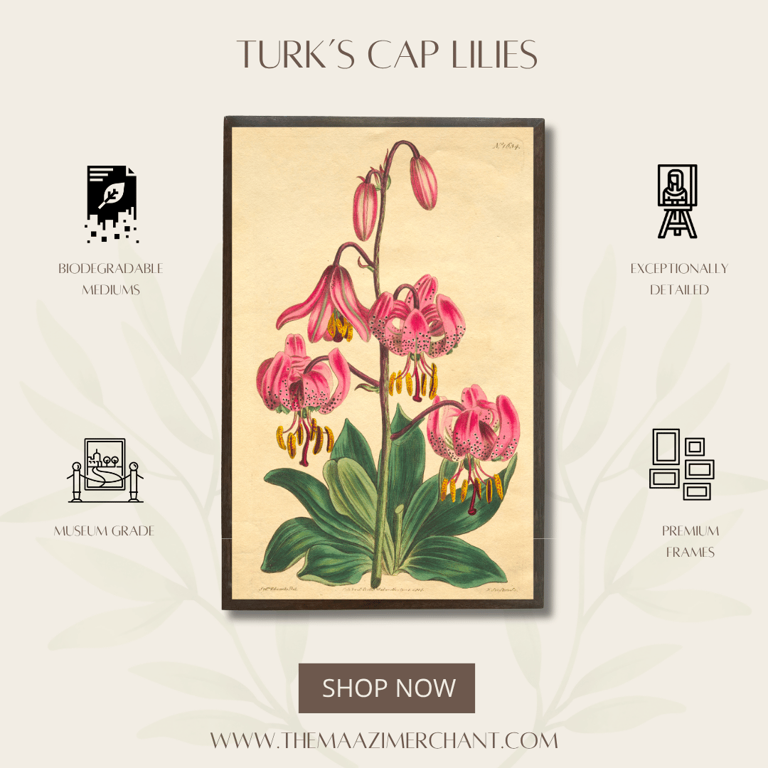 Turk's cap lilies