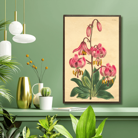 Turk's cap lilies