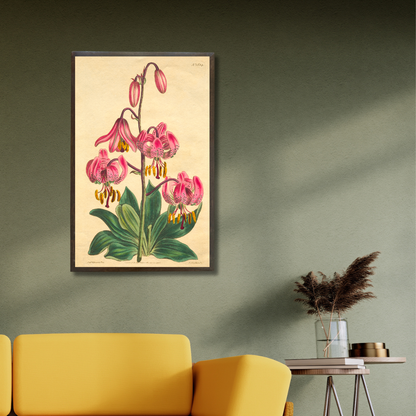 Turk's cap lilies
