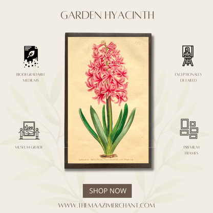 Garden Hyacinth