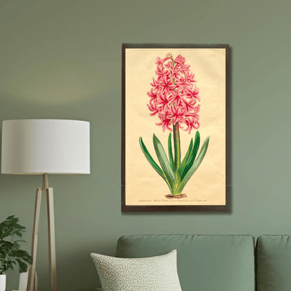 Garden Hyacinth